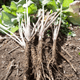 Burdock Root