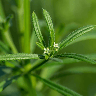 Cleavers (Galium aparine)