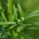 Cleavers