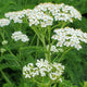 Yarrow Leaf