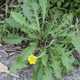 Dandelion Root